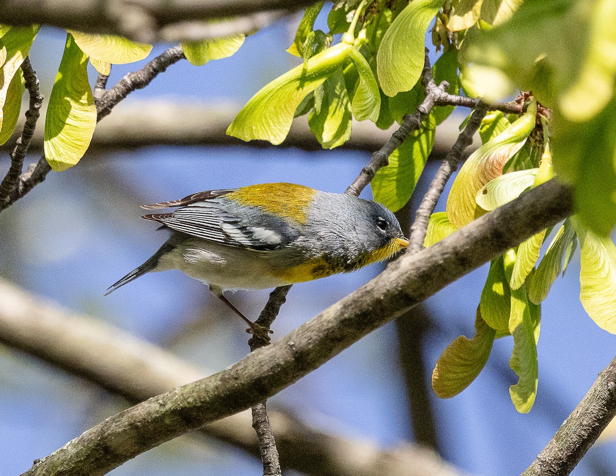 Northern Parula - ML634694454