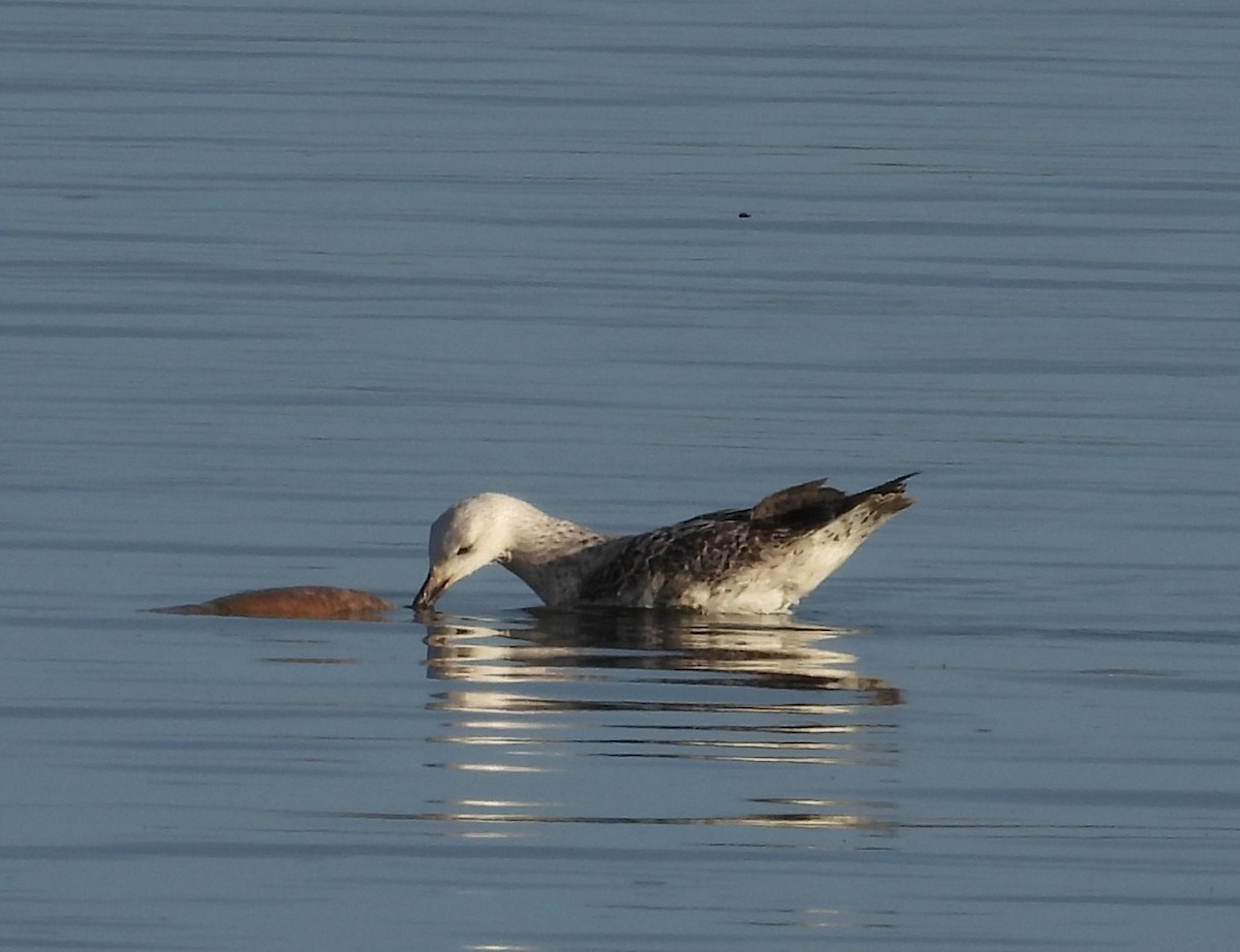 Great Black-backed Gull - ML634694458