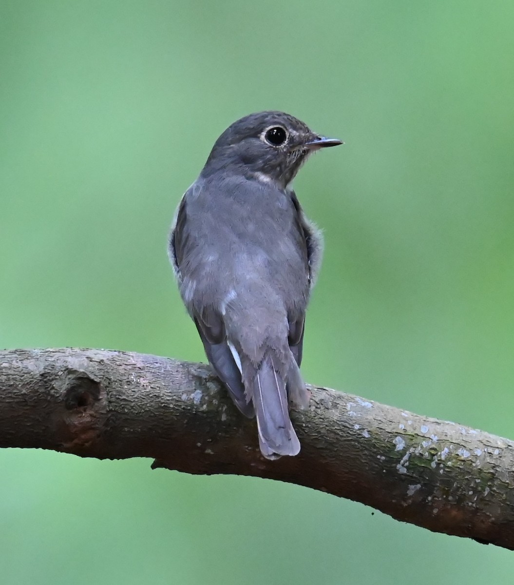 Dark-sided Flycatcher - ML634694459