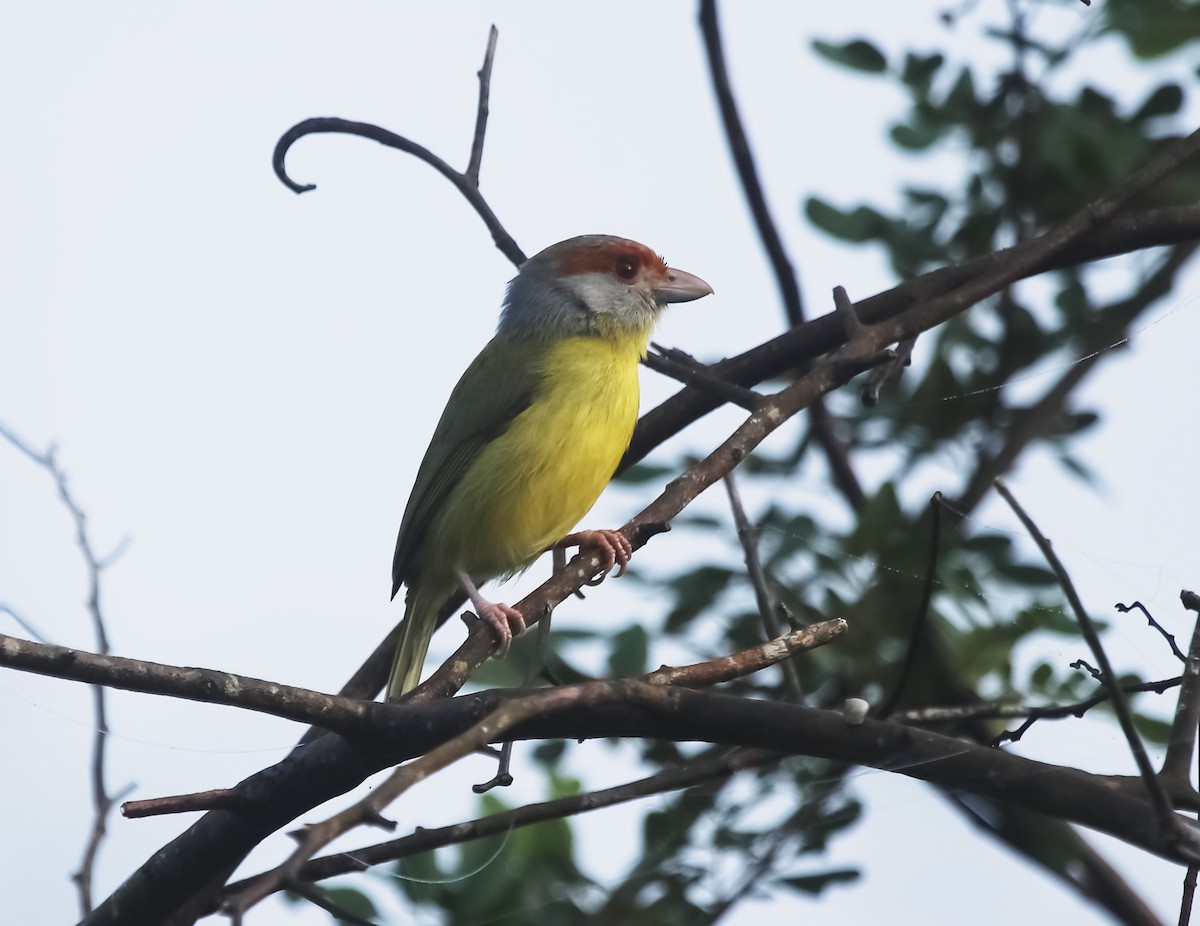 Rufous-browed Peppershrike - ML634694506