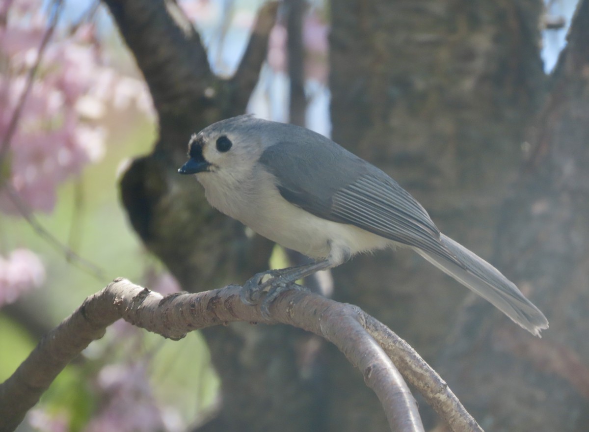 Tufted Titmouse - ML634694515