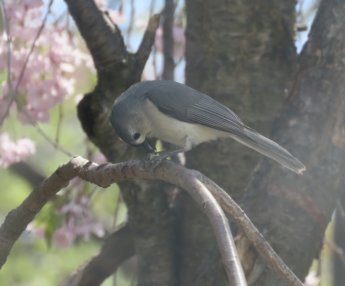 Tufted Titmouse - ML634694516