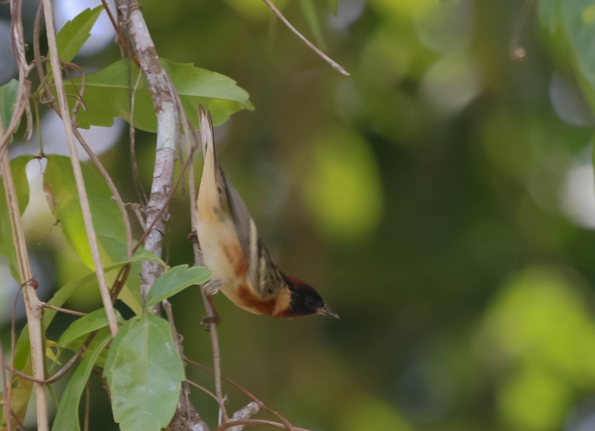 Bay-breasted Warbler - ML634694527