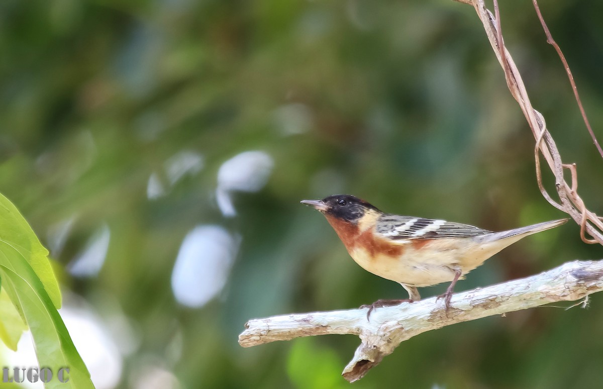 Bay-breasted Warbler - ML634694536