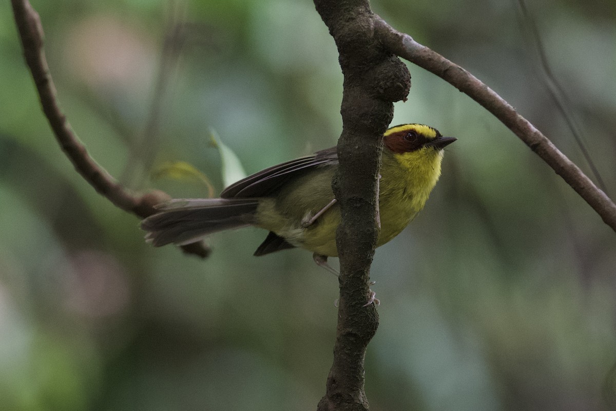Golden-browed Warbler - ML634694547