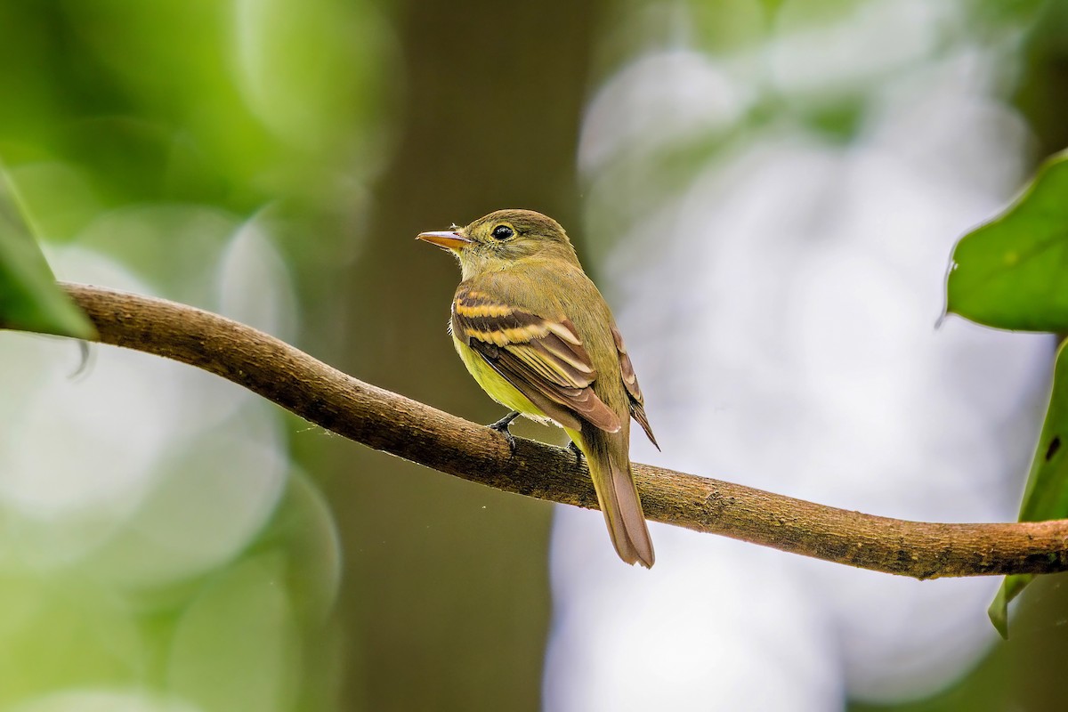 Acadian Flycatcher - ML634694588