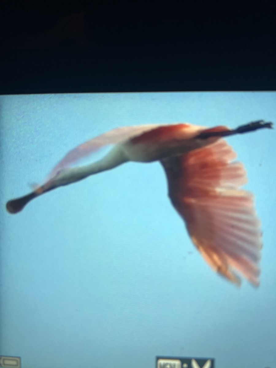 Roseate Spoonbill - ML634694654