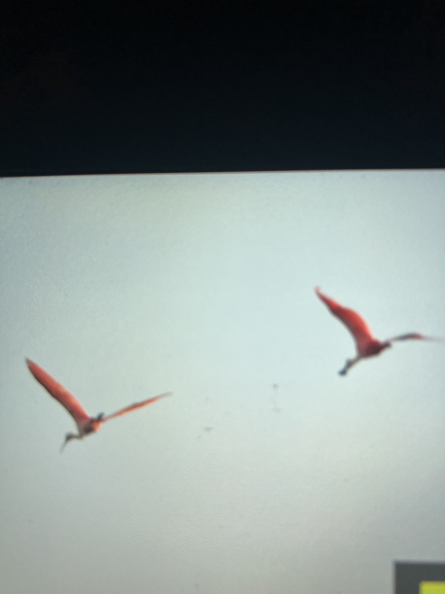 Roseate Spoonbill - ML634694655