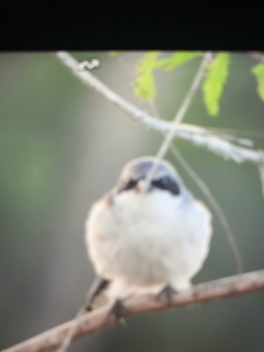 Loggerhead Shrike - ML634694686