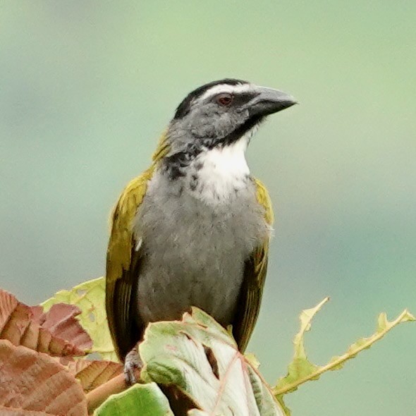 Black-headed Saltator - ML634694716
