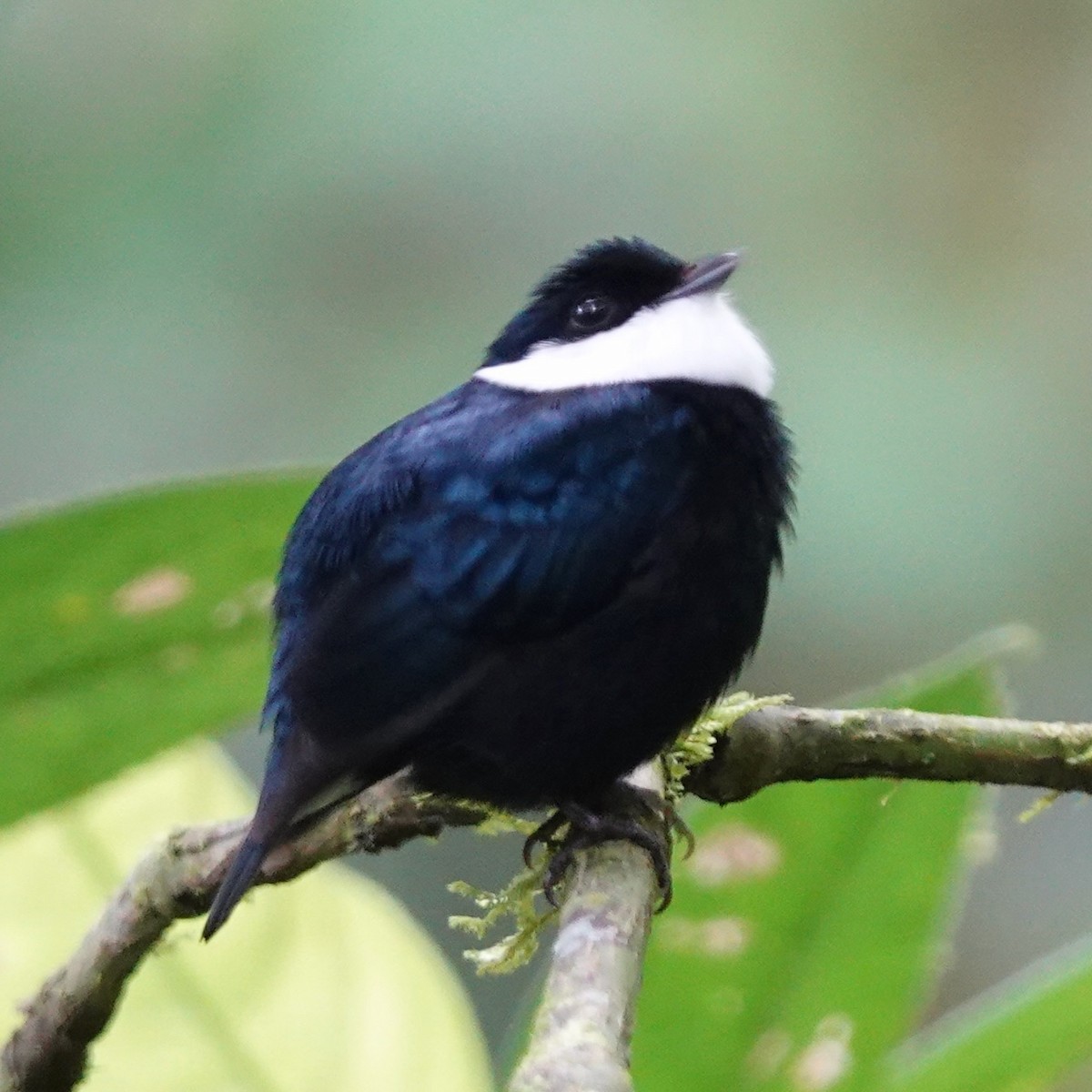 White-ruffed Manakin - ML634694813