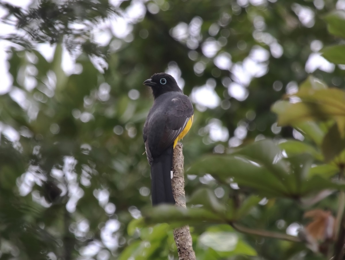 Black-headed Trogon - ML634694817