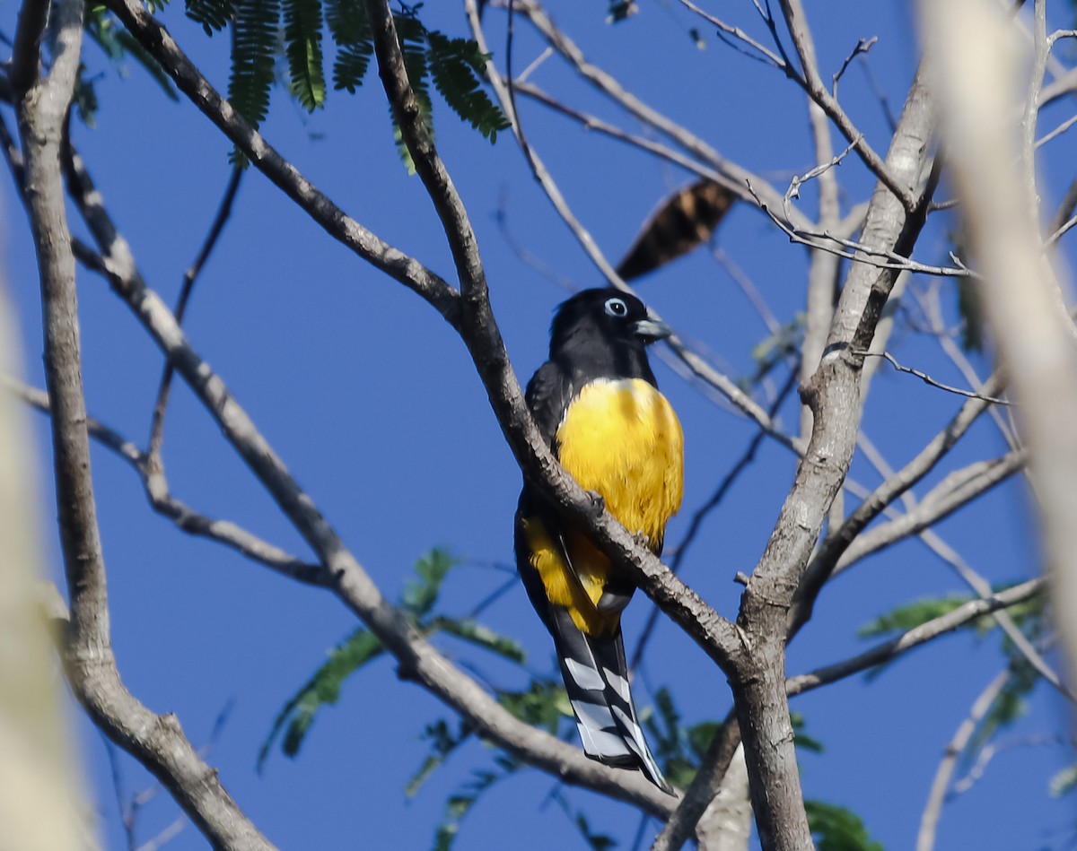Black-headed Trogon - ML634694818