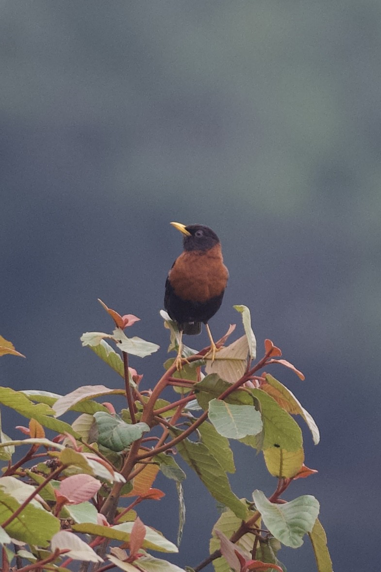 Rufous-collared Robin - ML634695079