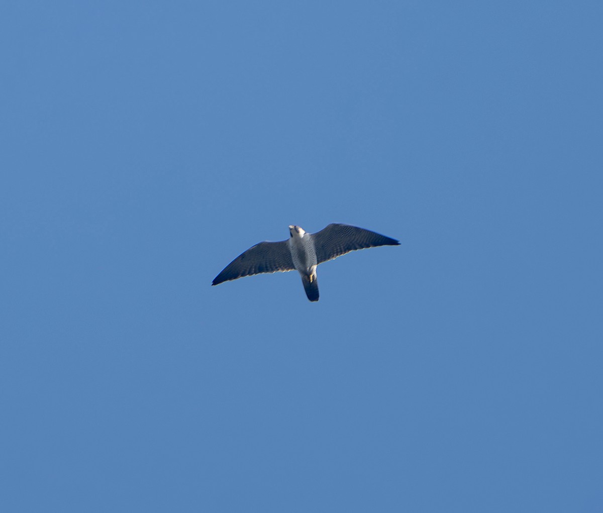 Peregrine Falcon - ML634695291