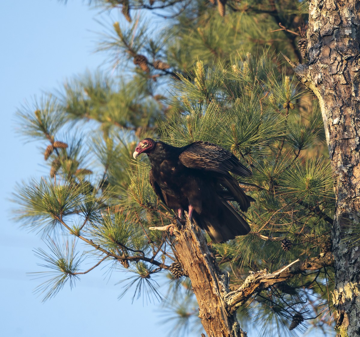 Turkey Vulture - ML634695400