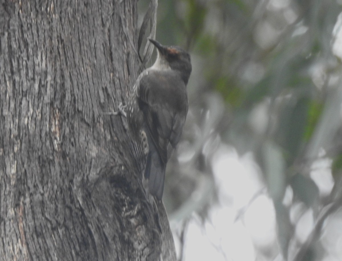 Red-browed Treecreeper - ML634695529