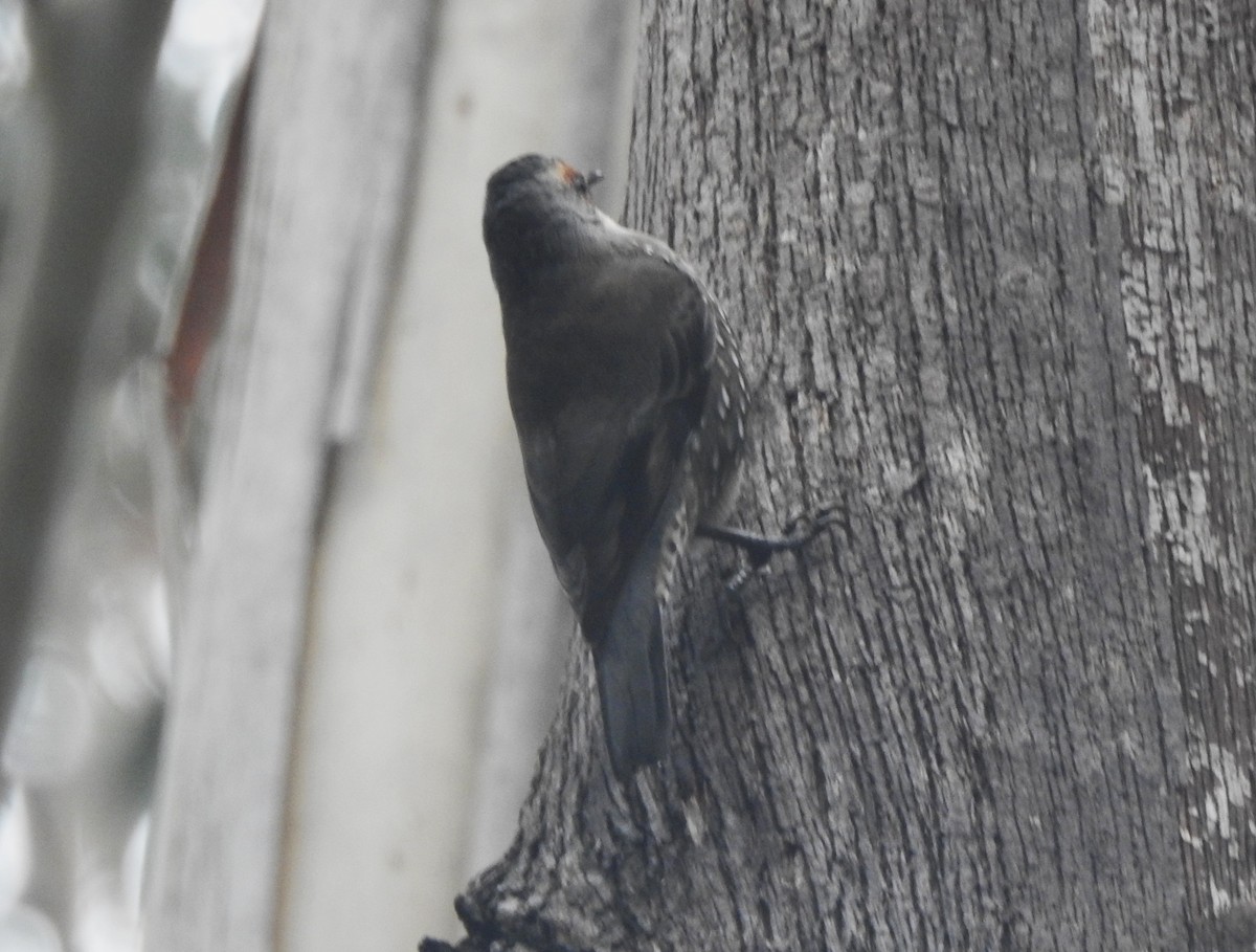 Red-browed Treecreeper - ML634695530