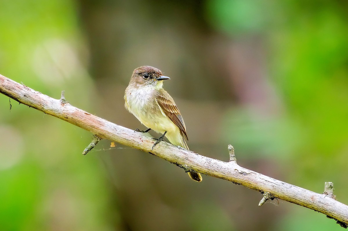 Eastern Phoebe - ML634695535