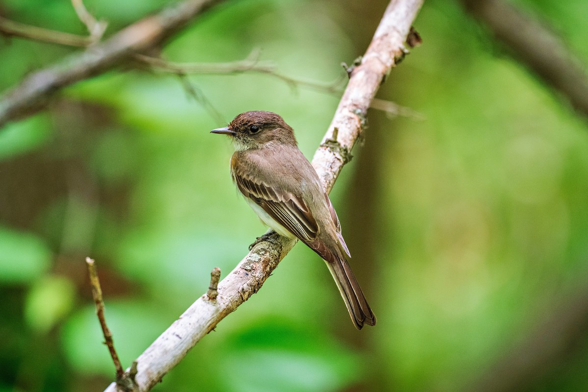 Eastern Phoebe - ML634695841