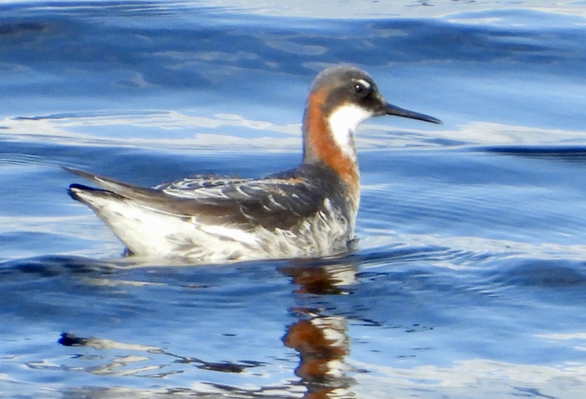Red-necked Phalarope - ML634695993