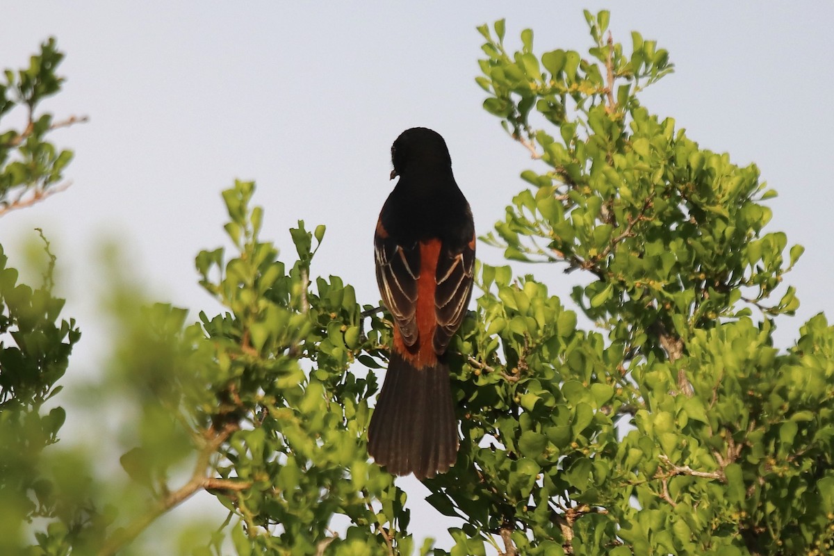 Orchard Oriole - ML634696140