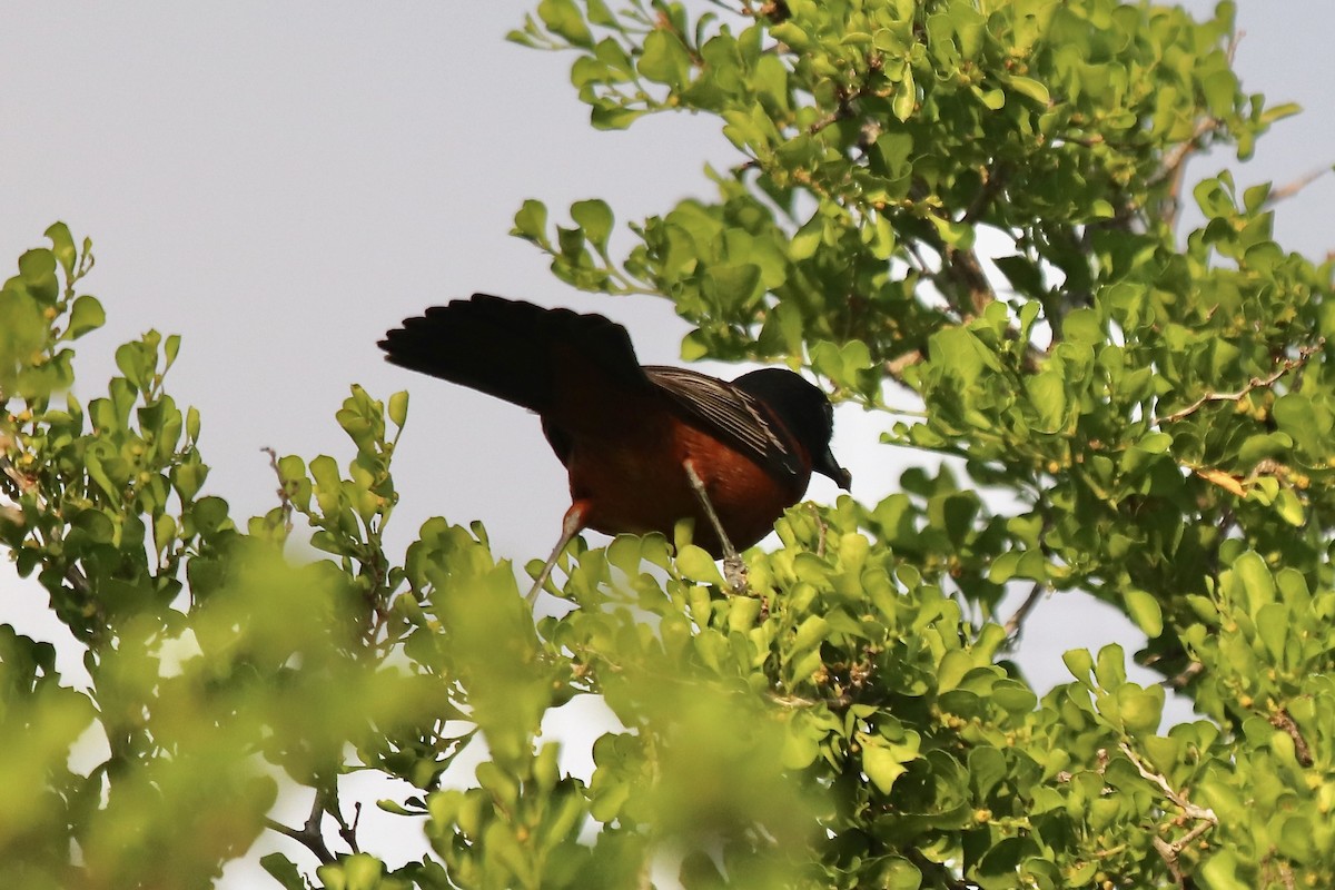Orchard Oriole - ML634696145