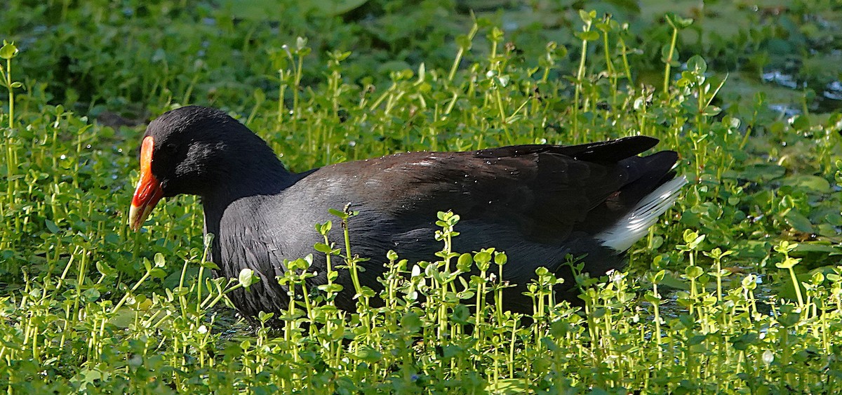 Dusky Moorhen - ML634696224