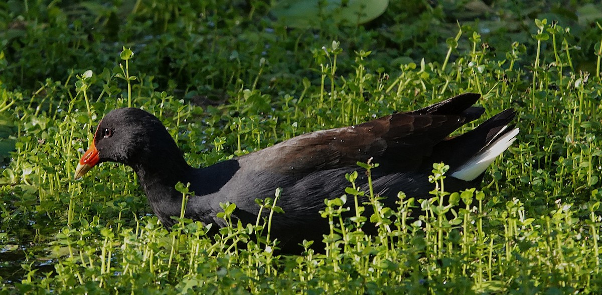 Dusky Moorhen - ML634696231