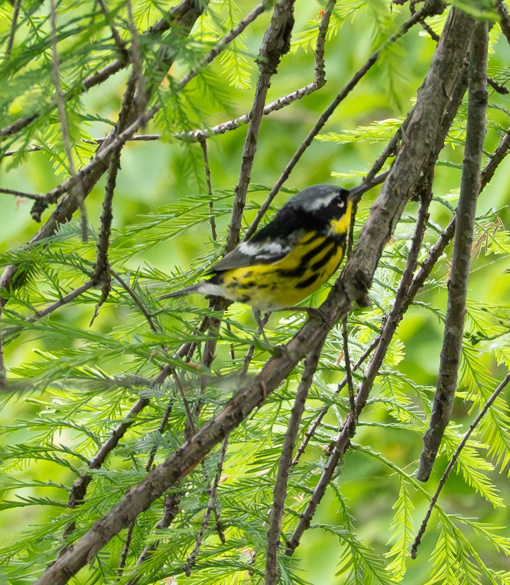 Magnolia Warbler - ML634696303