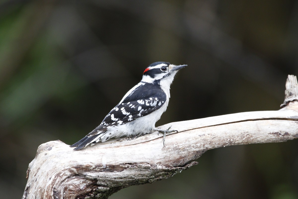 Downy Woodpecker - ML634696314