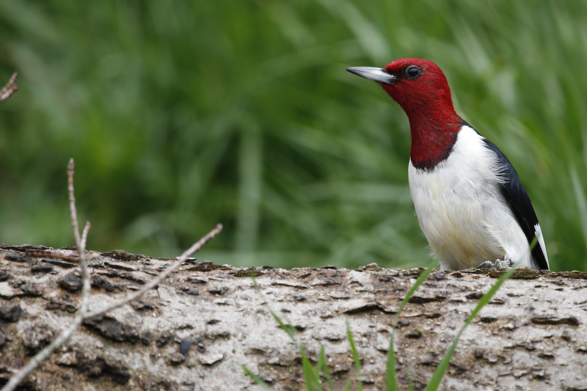 Red-headed Woodpecker - ML634696354