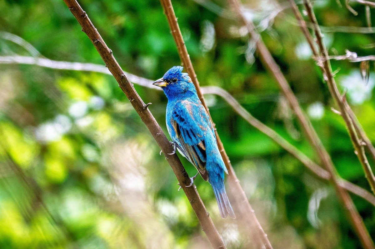Indigo Bunting - ML634696453