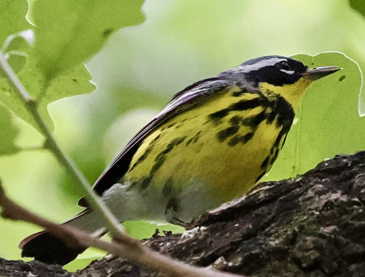 Magnolia Warbler - ML634696461