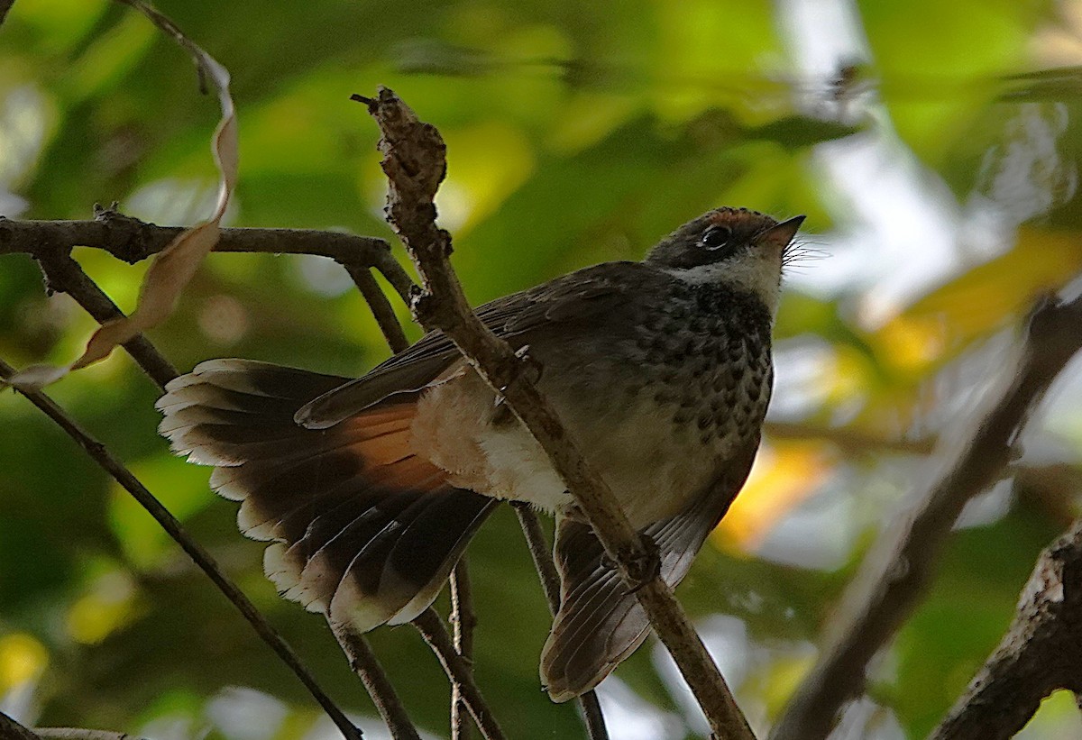 Australian Rufous Fantail - ML634696462
