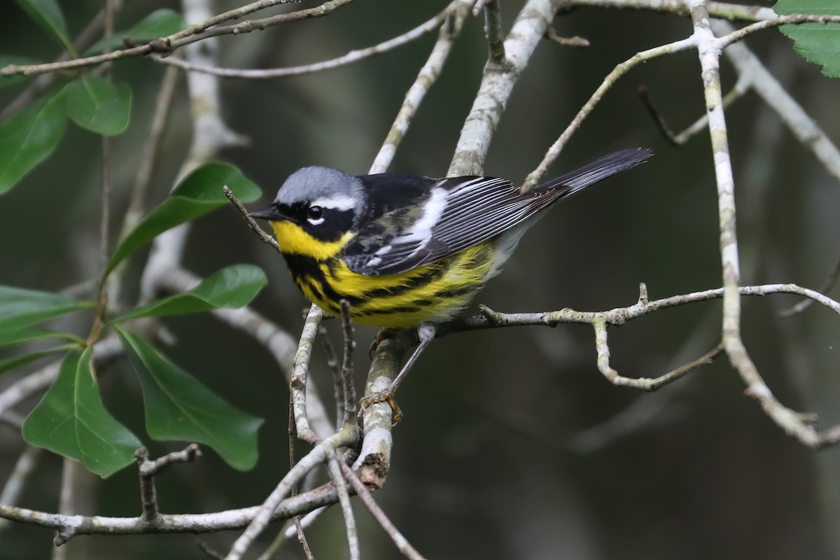Magnolia Warbler - ML634696533