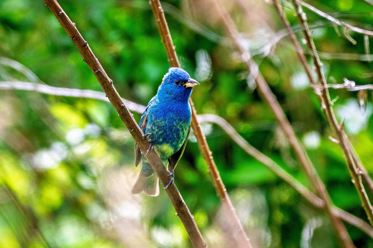 Indigo Bunting - ML634696577