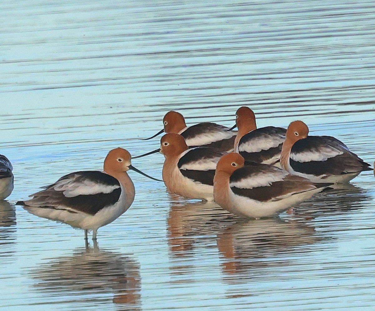 tenkozobec americký - ML634696611