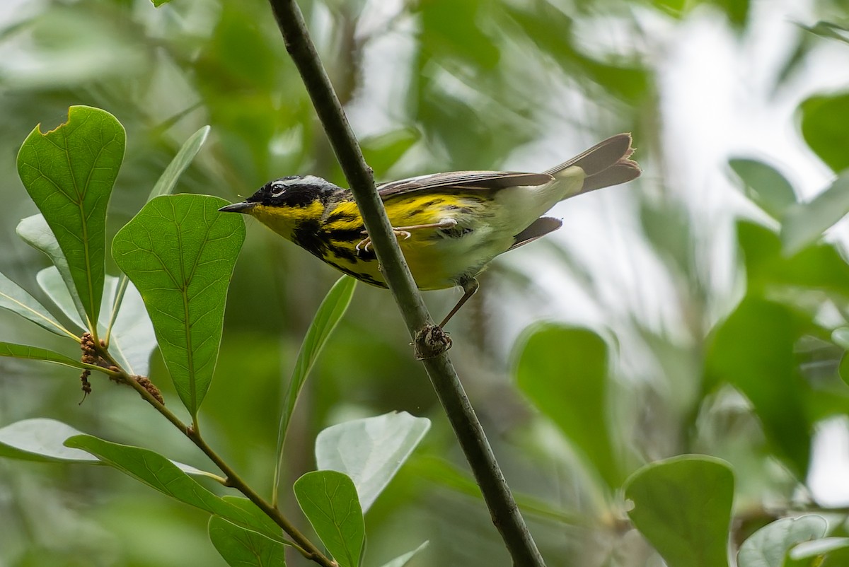 Magnolia Warbler - ML634696619