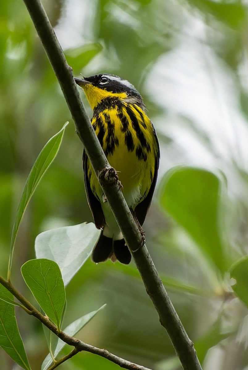 Magnolia Warbler - ML634696620