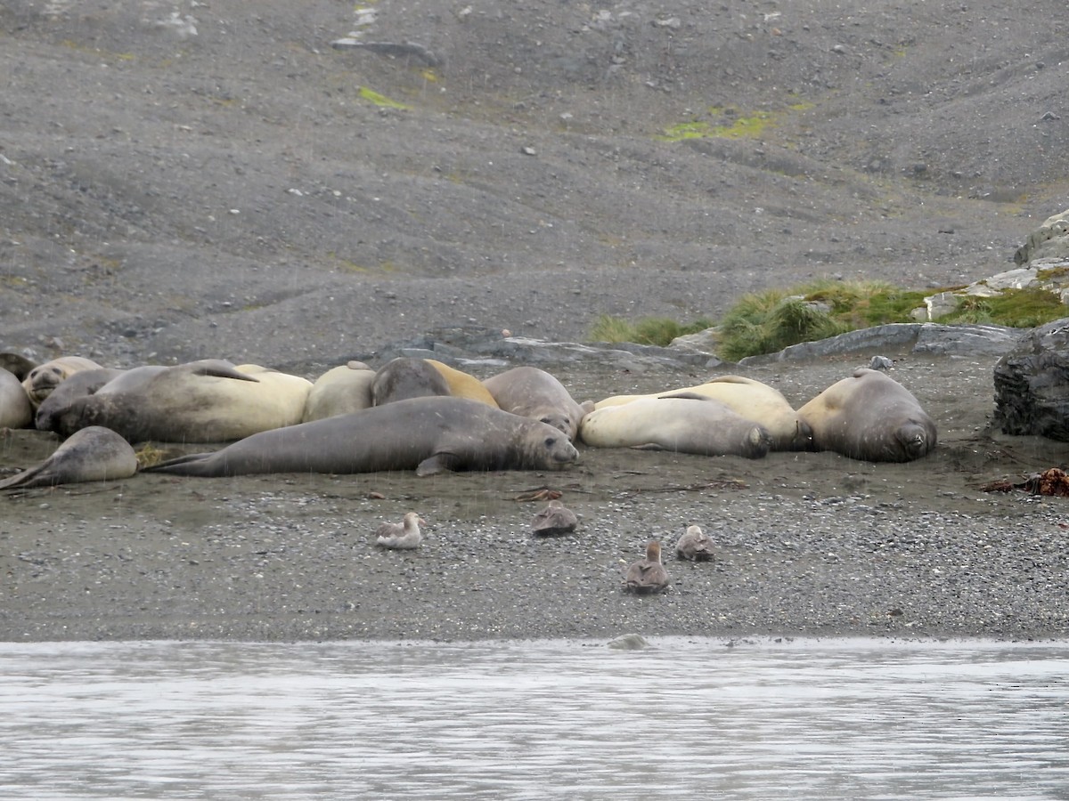 Northern Giant-Petrel - ML634696673