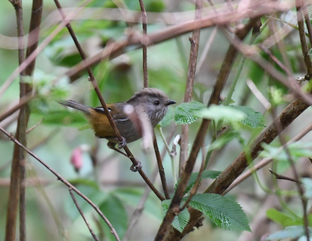 Manipur Fulvetta - ML634696710