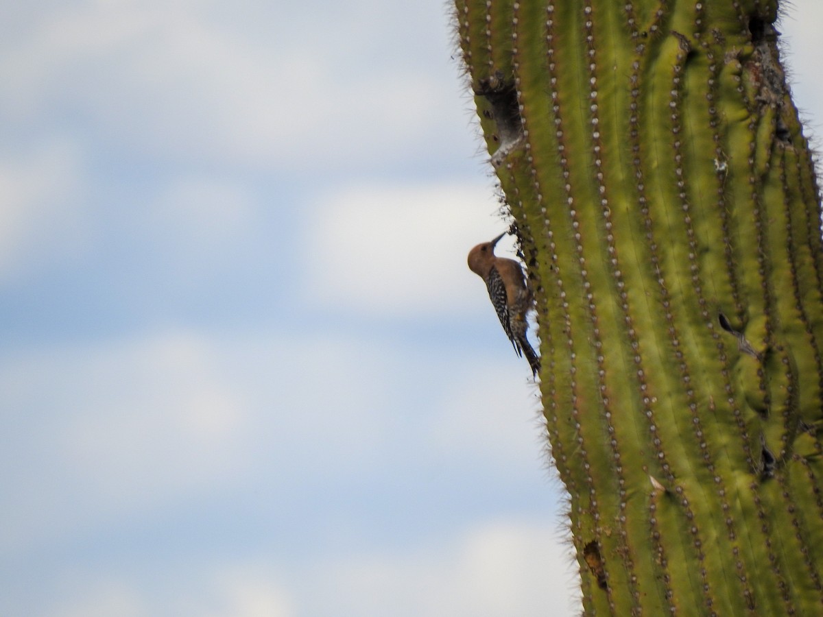 Pic des saguaros - ML634696798