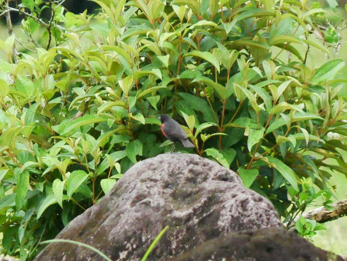 Red-breasted Meadowlark - ML634696814