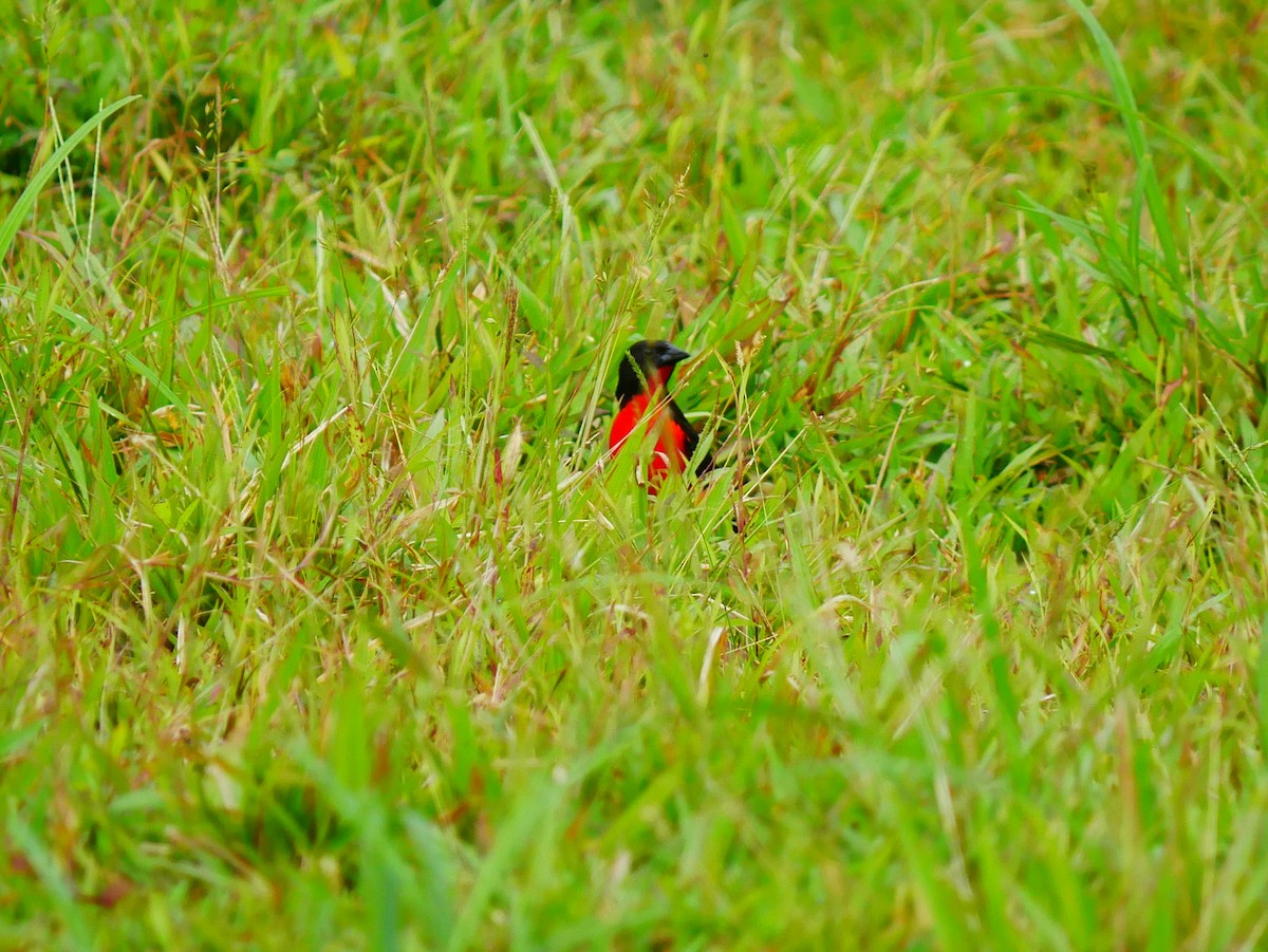 Red-breasted Meadowlark - ML634696815