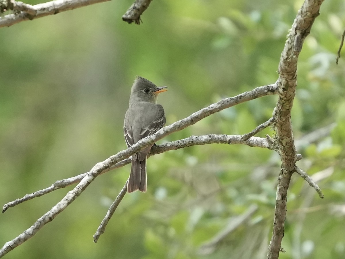 Greater Pewee - ML634696927