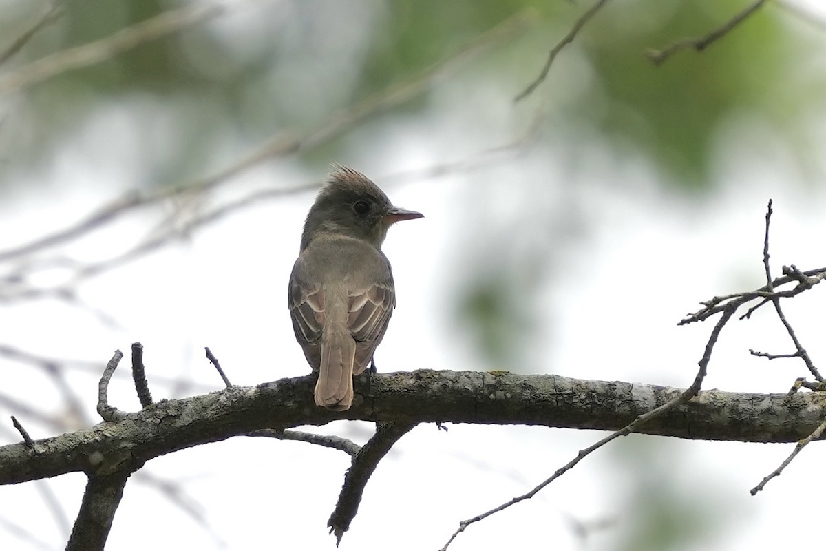 Greater Pewee - ML634696928