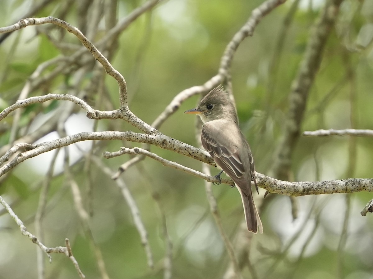 Greater Pewee - ML634696929