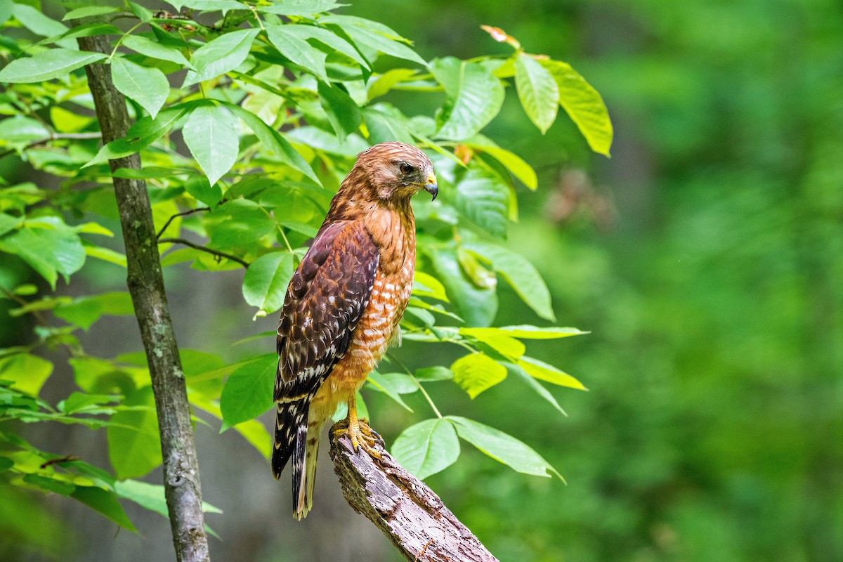 Red-shouldered Hawk - ML634696970