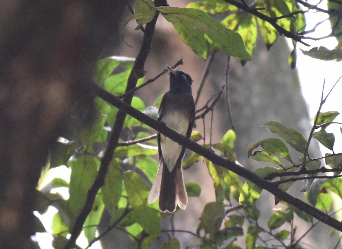 Amur Paradise-Flycatcher - ML634696992